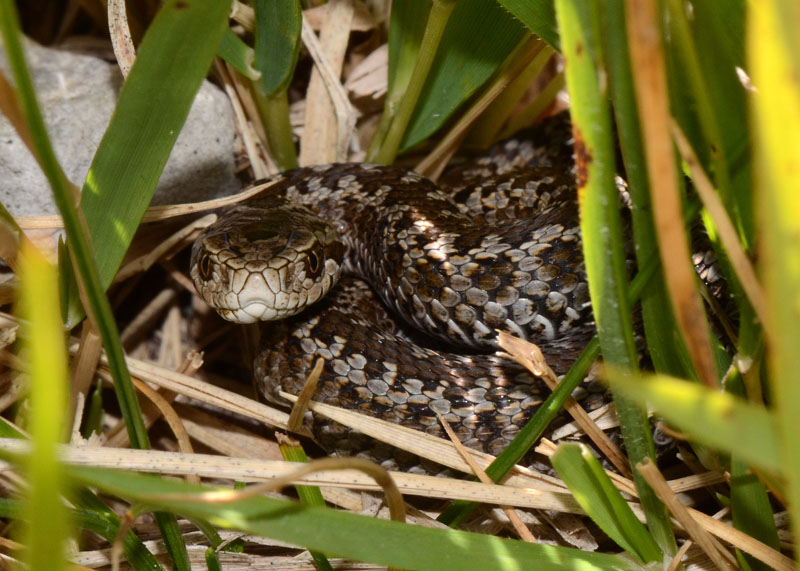 Una piccola Vipera ursinii